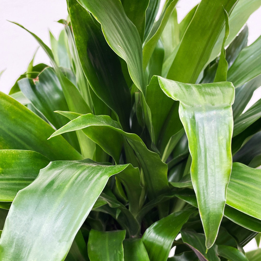 Dracaena Deremensis Janet Lind vertakt - 120cm - Drakenboom Kamerplant