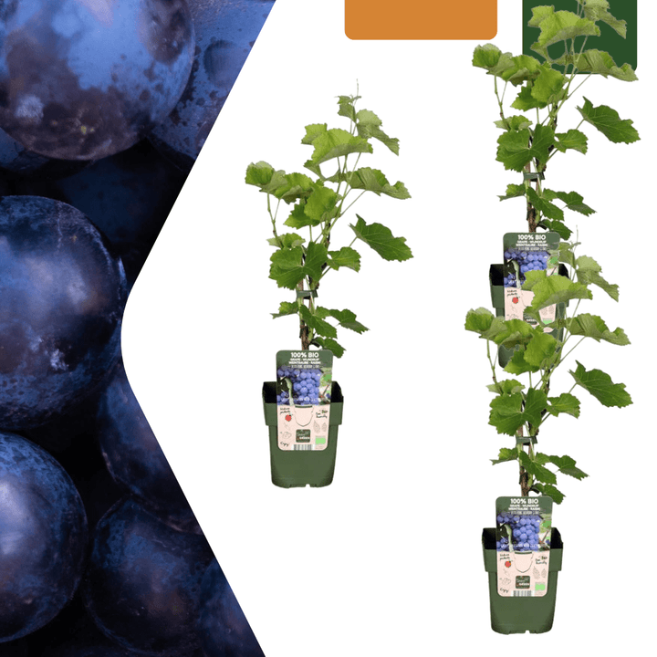 Biologische druivenplanten - 20cm - Kamerplant Kopen