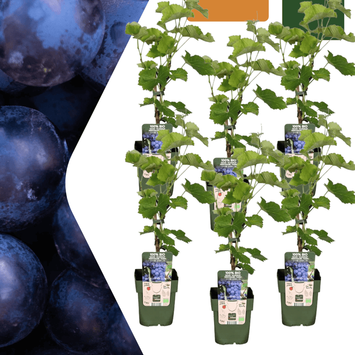 Biologische druivenplanten - 20cm - Kamerplant Kopen