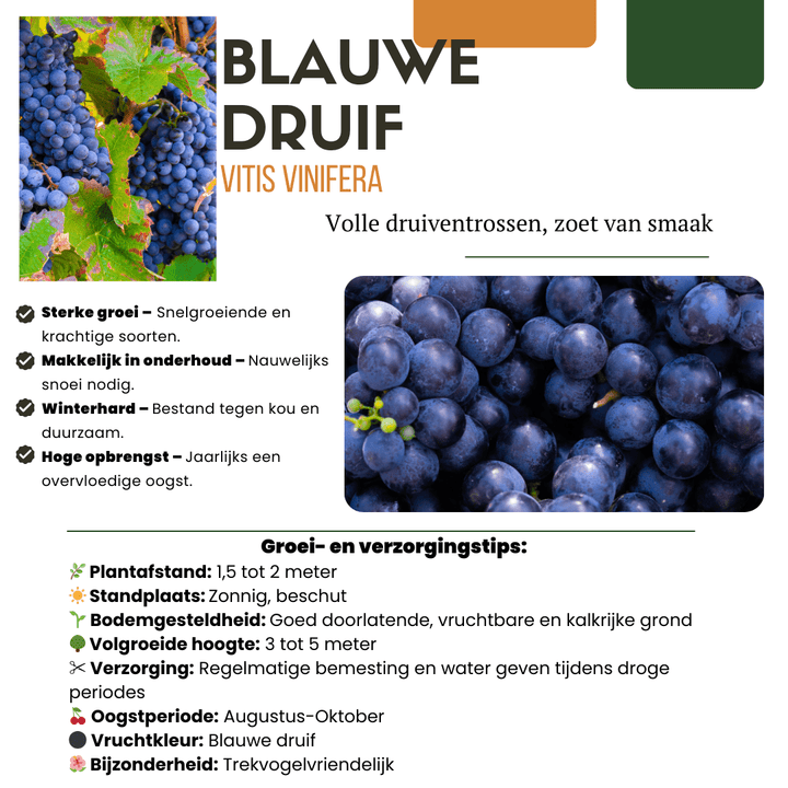 Biologische druivenplanten - 20cm - Kamerplant Kopen