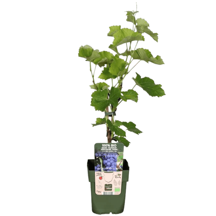 Biologische druivenplanten - 20cm - Kamerplant Kopen