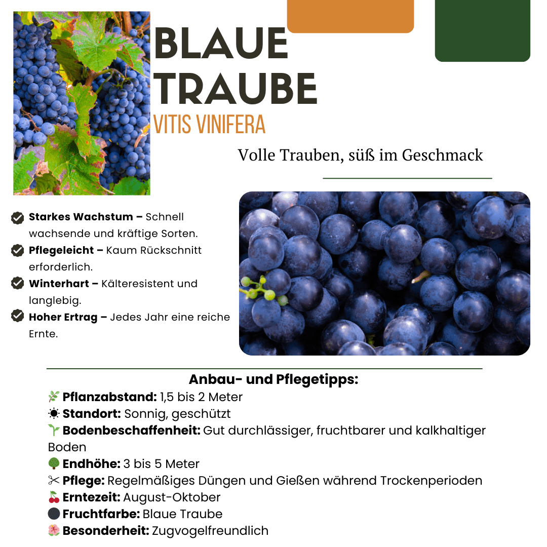 Biologische druivenplanten - 20cm - Kamerplant Kopen