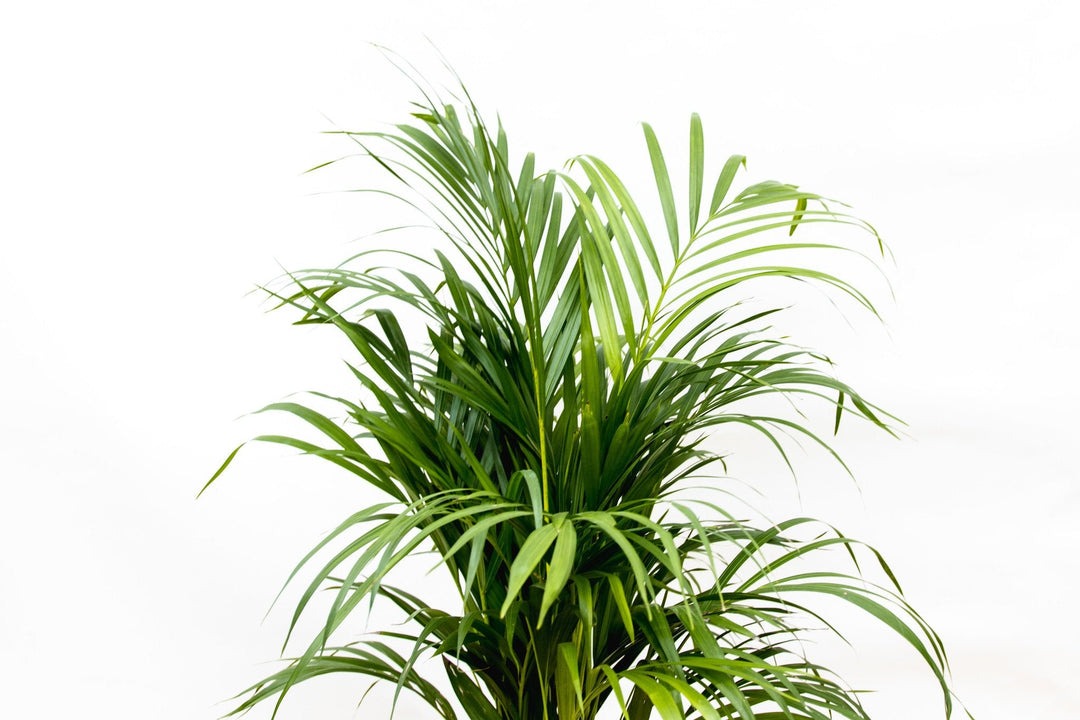 Dypsis Lutescens (Areca palm) - 130cm - Goudpalm | Koop