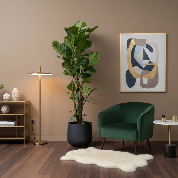 Ficus Lyrata vertakt XXL - 220 cm - Vioolbladplant
