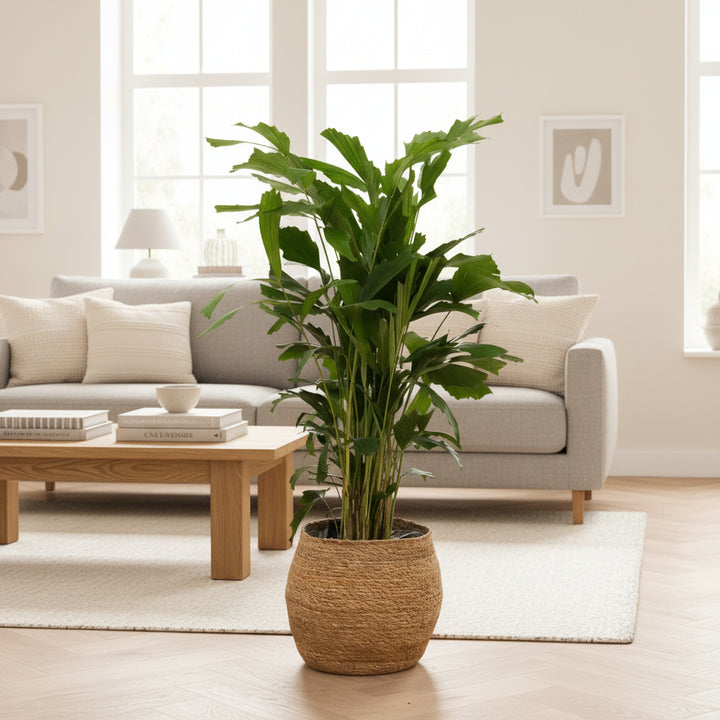 Caryota Mitis - 120cm - Visboompalm Tropisch