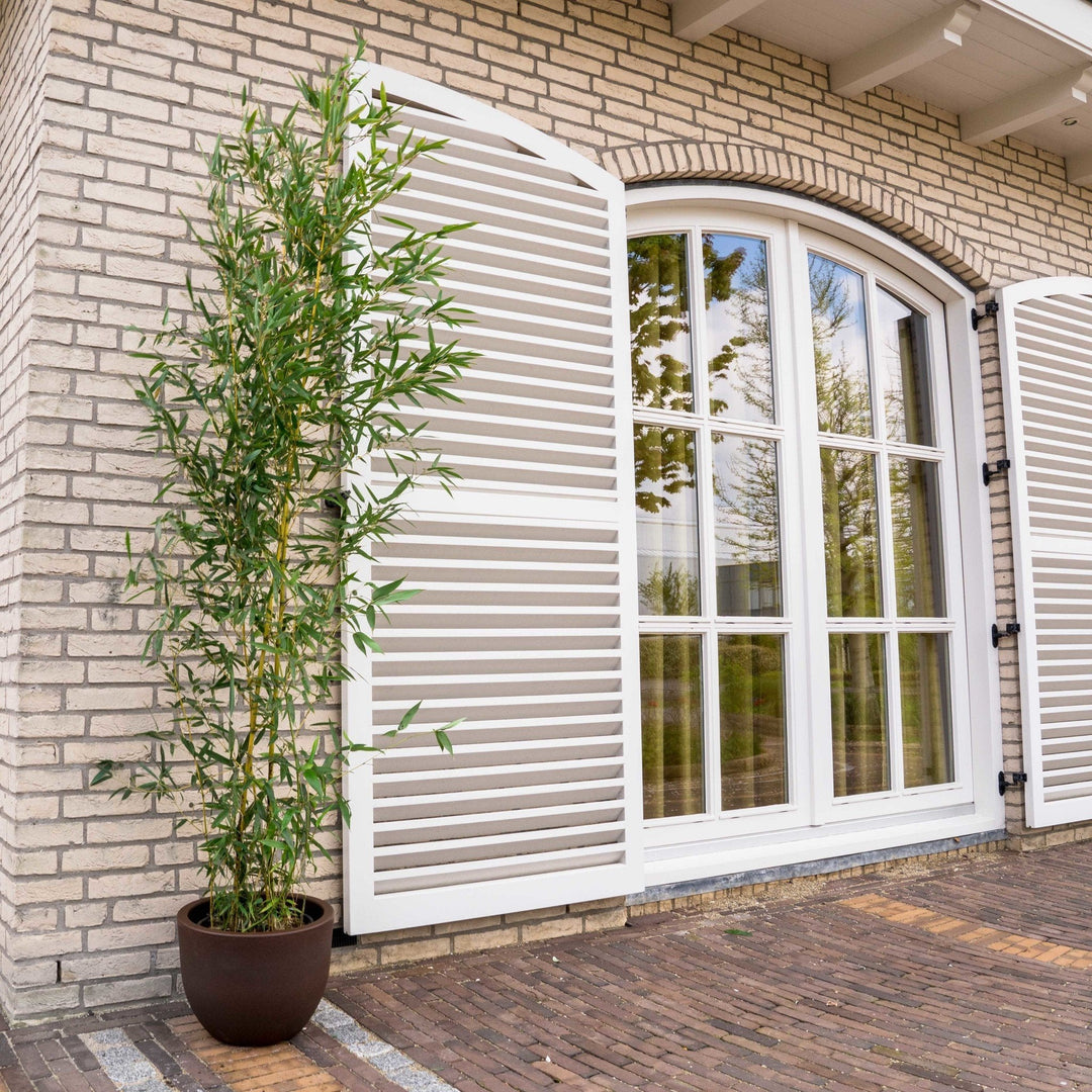 Fragesia bamboe - 220cm - Kamerplant Kopen