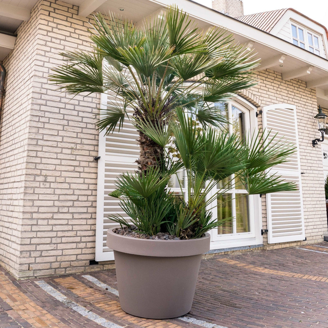Chamaerops Humilis - 230cm - Kamerplant Kopen