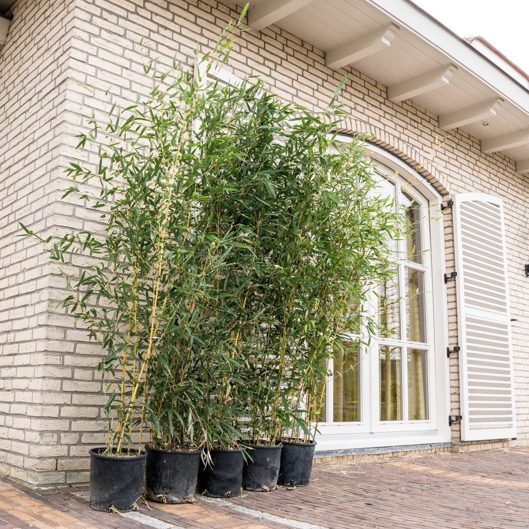 5x Fragesia bamboe - 220cm - Kamerplant Kopen Vaste Plant