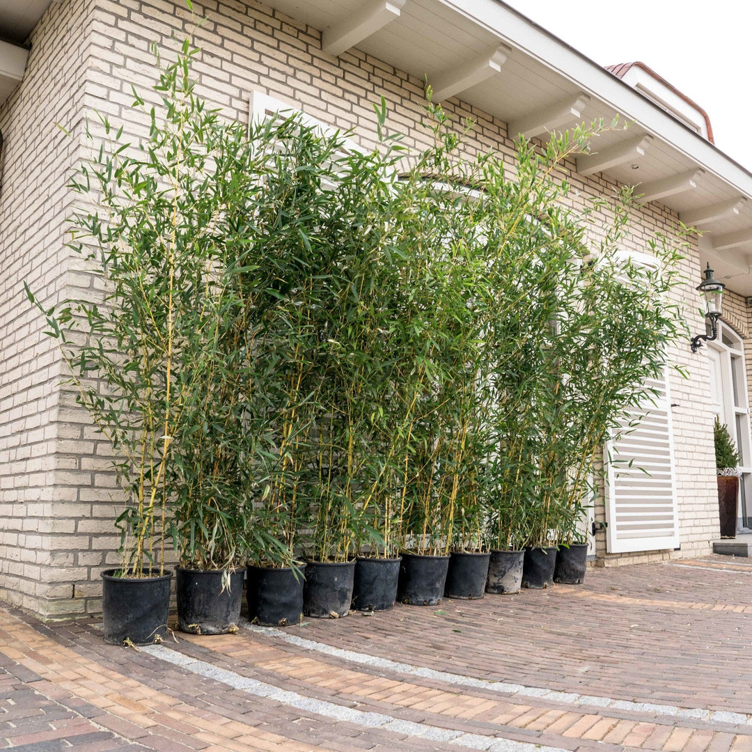 5x Fragesia bamboe - 220cm - Kamerplant Kopen Vaste Plant