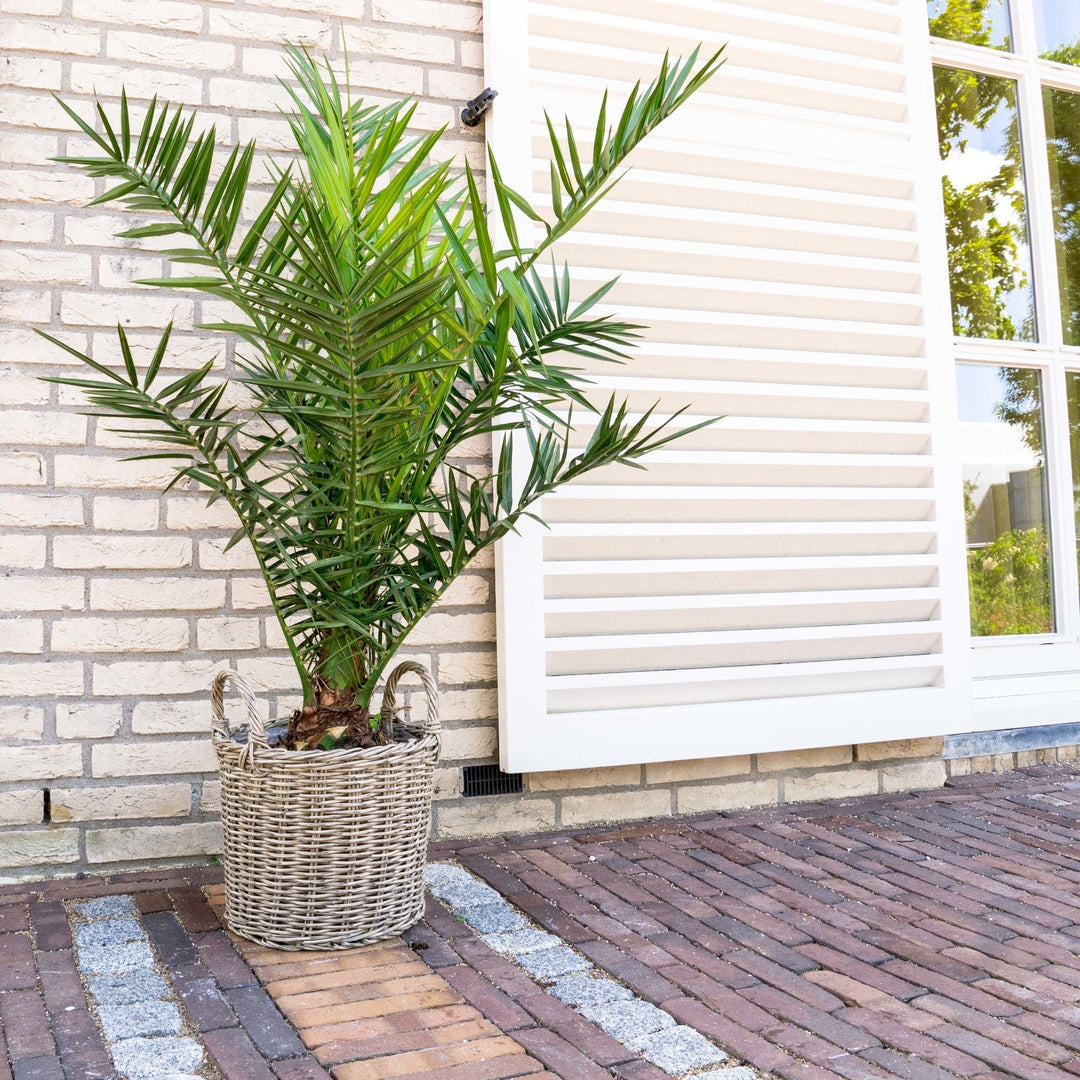 Phoenix Canariensis - 140cm - Palmier dattier - Acheter une plante d'intérieur