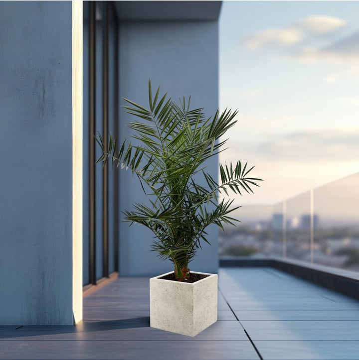 Phoenix Canariensis - 140cm - Palmier dattier - Acheter une plante d'intérieur