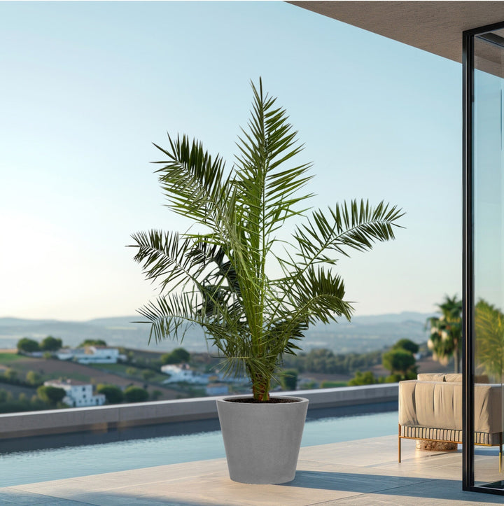 Phoenix Canariensis - 220cm - Palmier dattier - Acheter une plante d'intérieur