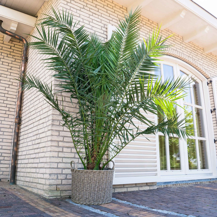 Phoenix Canariensis - 220cm - Palmier dattier - Acheter une plante d'intérieur