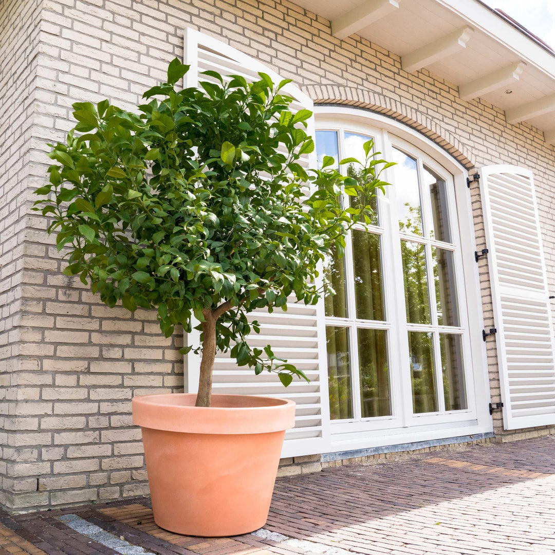Citroenboom - 260cm - Kamerplant Kopen