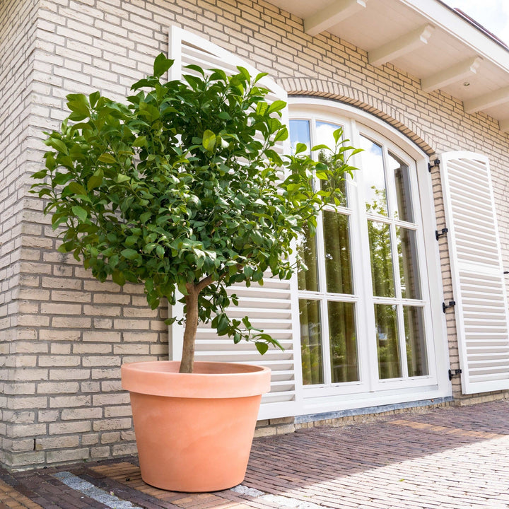 Citroenboom - 260cm - Kamerplant Kopen