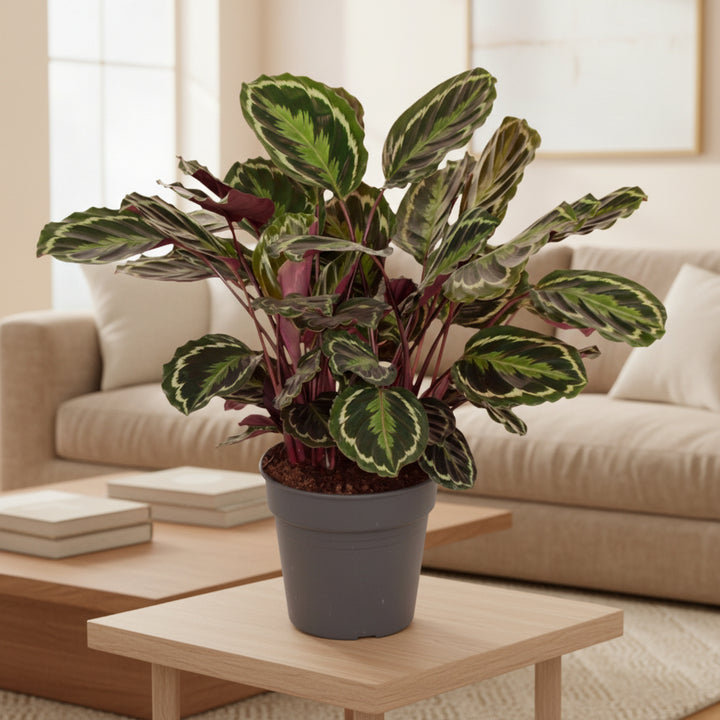 Calathea Medaillon - 80cm - Pauwenplant - Kamerplant Kopen