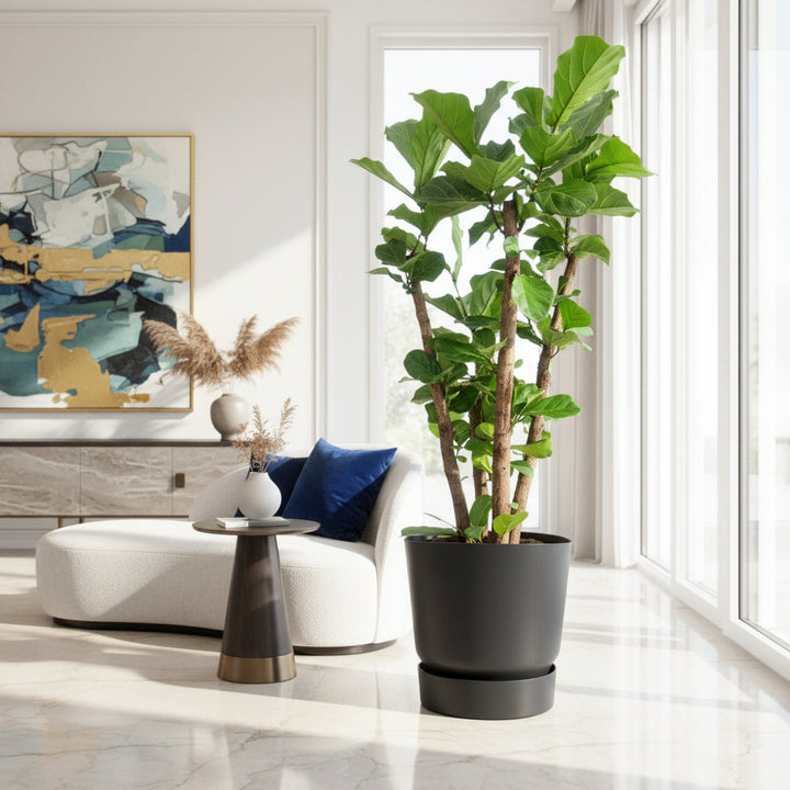 Ficus Lyrata vertakt XXL - 220 cm - Vioolbladplant