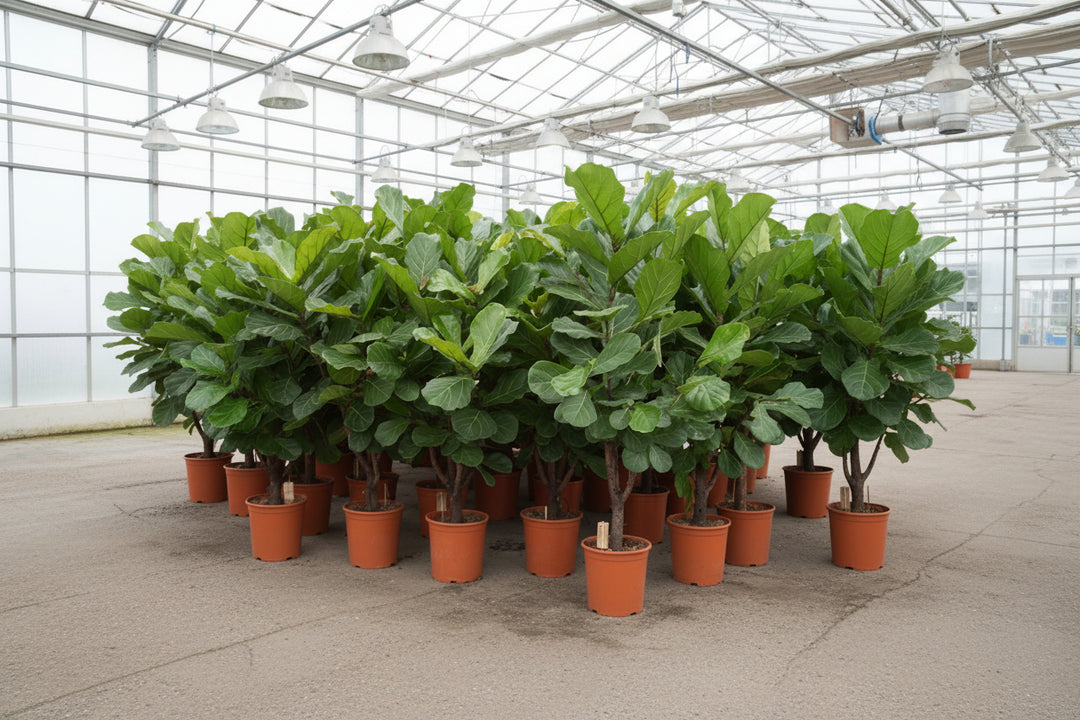 Ficus Lyrata vertakt - 180cm - Vioolbladplant - Kamerplant