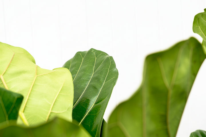 Ficus Lyrata vertakt - 180cm - Vioolbladplant - Kamerplant