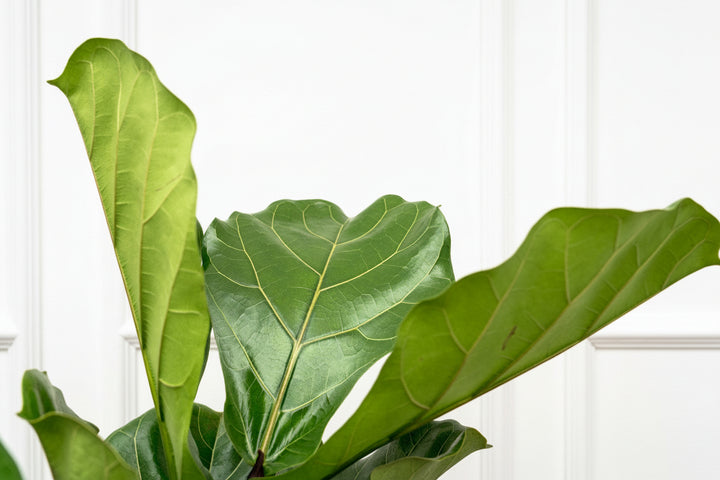 Ficus Lyrata vertakt - 180cm - Vioolbladplant - Kamerplant