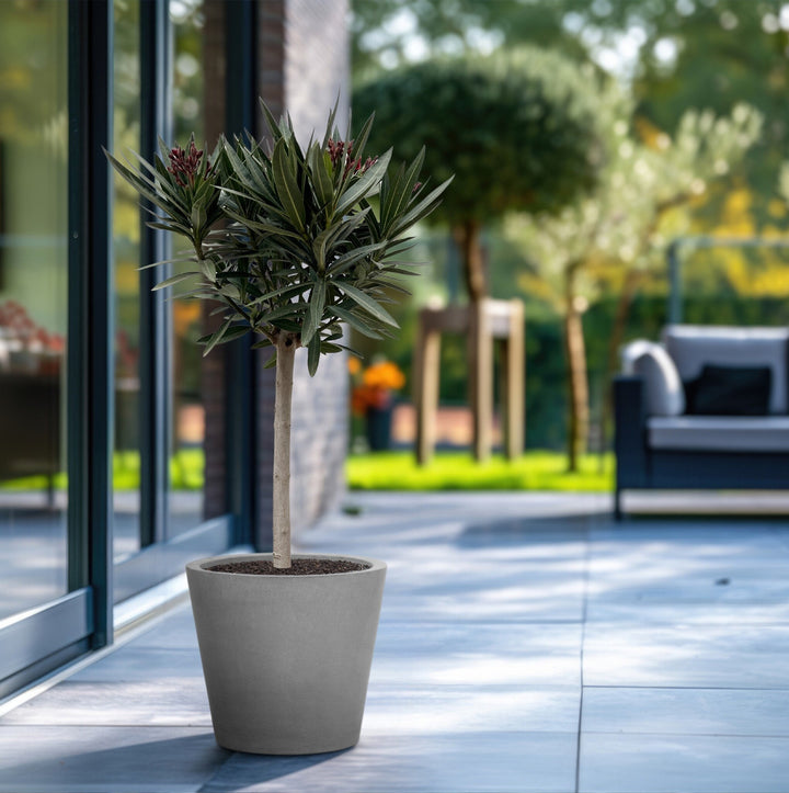 Nerium Oleander sur tige - 140cm - Acheter une plante d'intérieur
