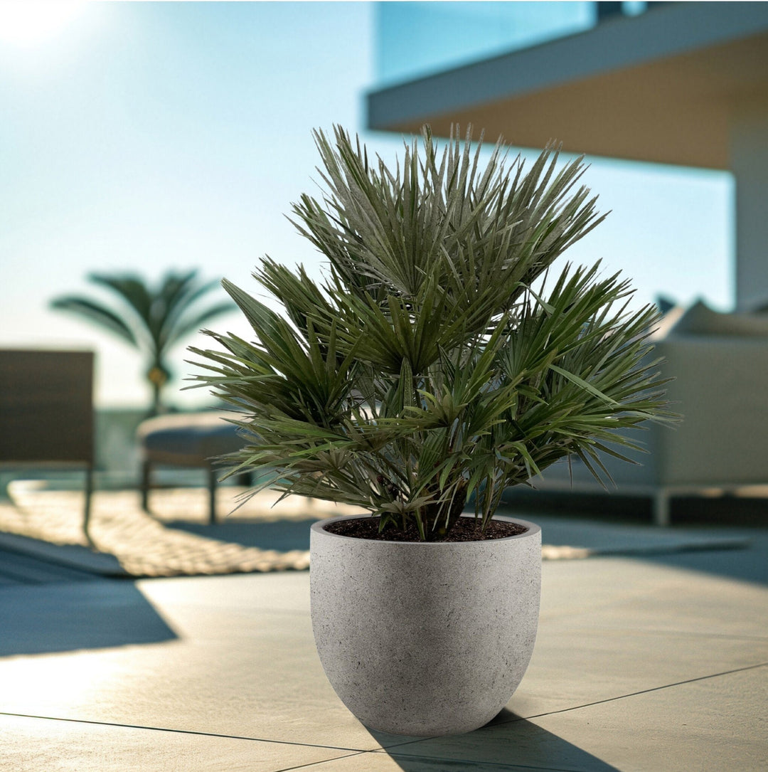 Chamaerops Humilis - 130cm - Acheter une plante d'intérieur