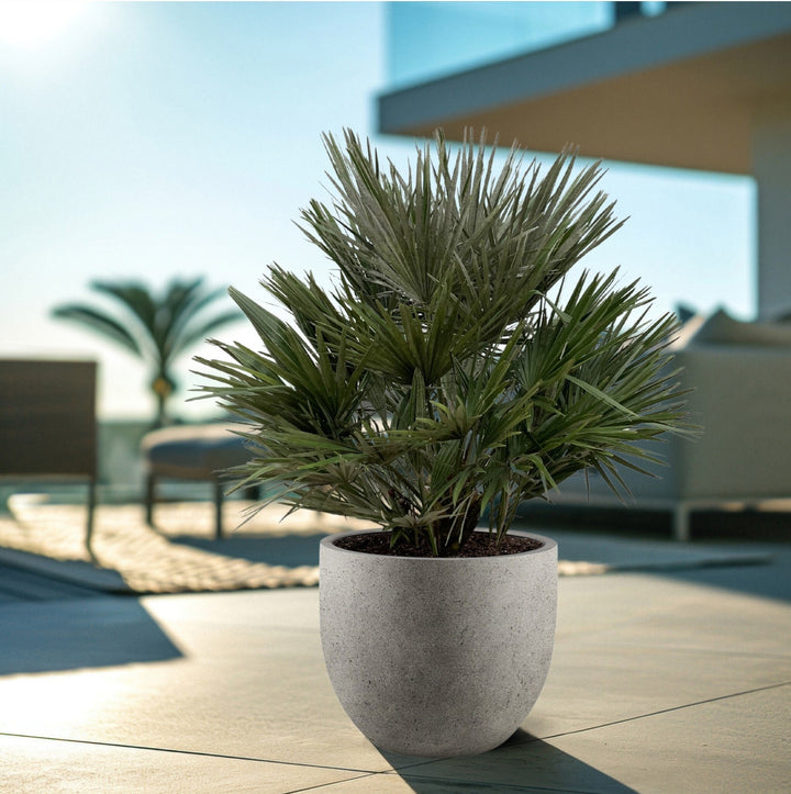 Chamaerops Humilis - 130cm - Acheter une plante d'intérieur
