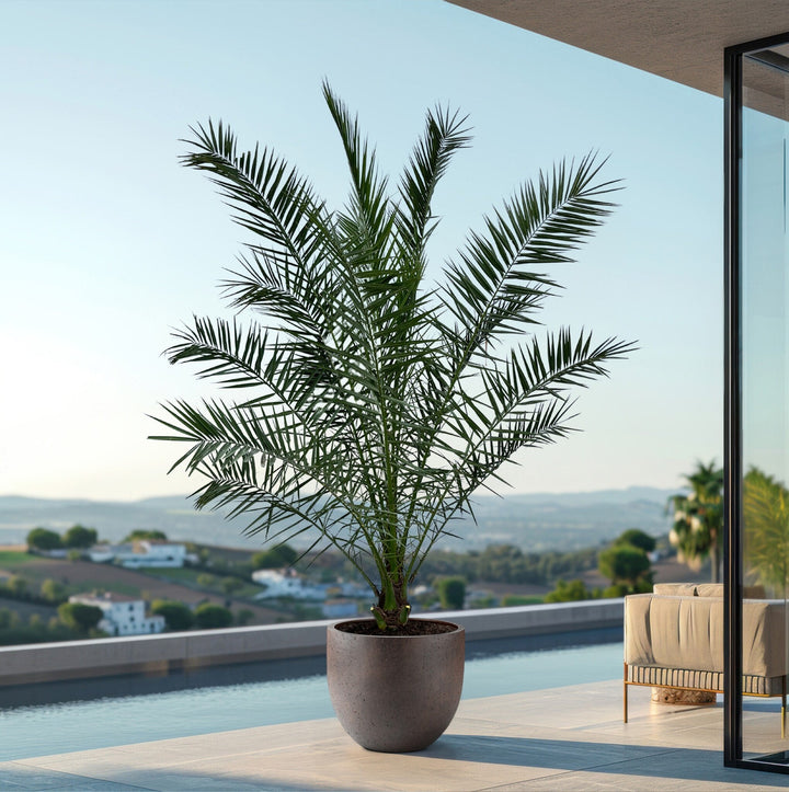 Phoenix Canariensis - 300cm - Palmier dattier des Canaries - Acheter une plante d'intérieur