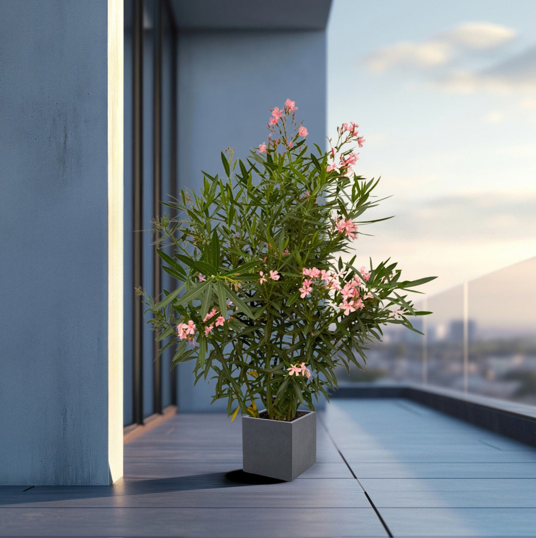 Laurier-rose Nerium - 160cm - Acheter une plante d'intérieur