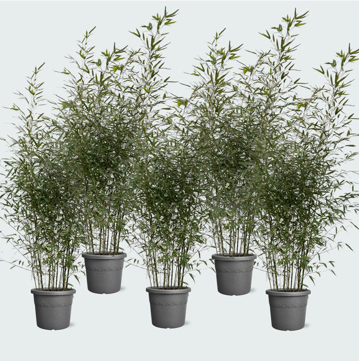5x Fragesia bamboe - 220cm - Kamerplant Kopen Vaste Plant