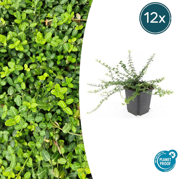 Euonymus fortunei 'Minimus' - 20cm - Acheter une plante d'intérieur