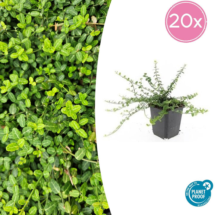 Euonymus fortunei 'Minimus' - 20cm - Acheter une plante d'intérieur