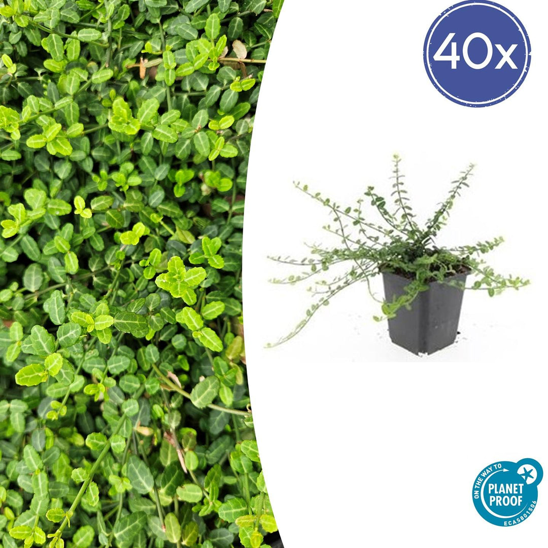 Euonymus fortunei 'Minimus' - 20cm - Acheter une plante d'intérieur