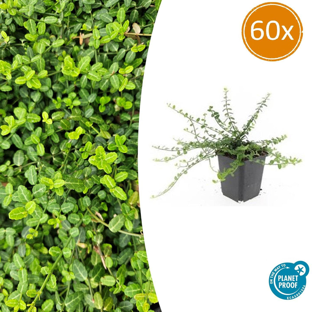 Euonymus fortunei 'Minimus' - 20cm - Acheter une plante d'intérieur
