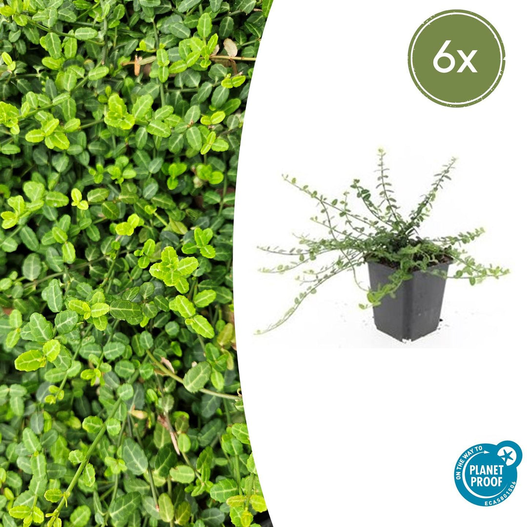 Euonymus fortunei 'Minimus' - 20cm - Acheter une plante d'intérieur