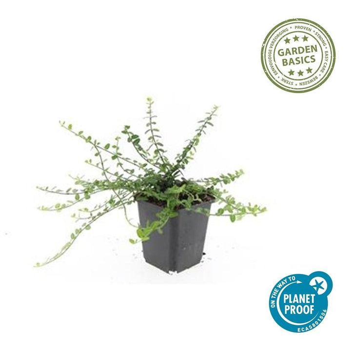 Euonymus fortunei 'Minimus' - 20cm - Acheter une plante d'intérieur