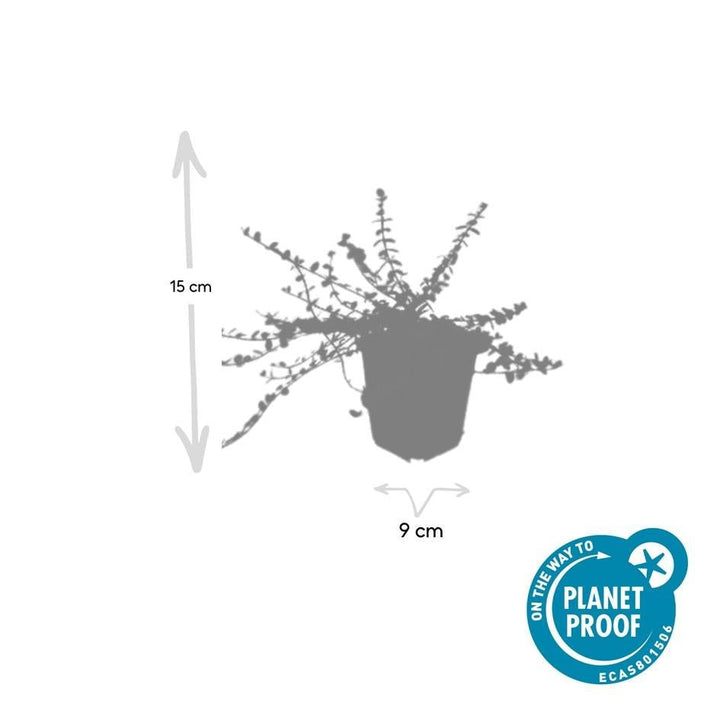 Euonymus fortunei 'Minimus' - 20cm - Acheter une plante d'intérieur