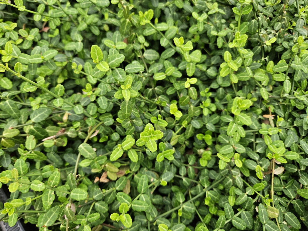 Euonymus fortunei 'Minimus' - 20cm - Acheter une plante d'intérieur