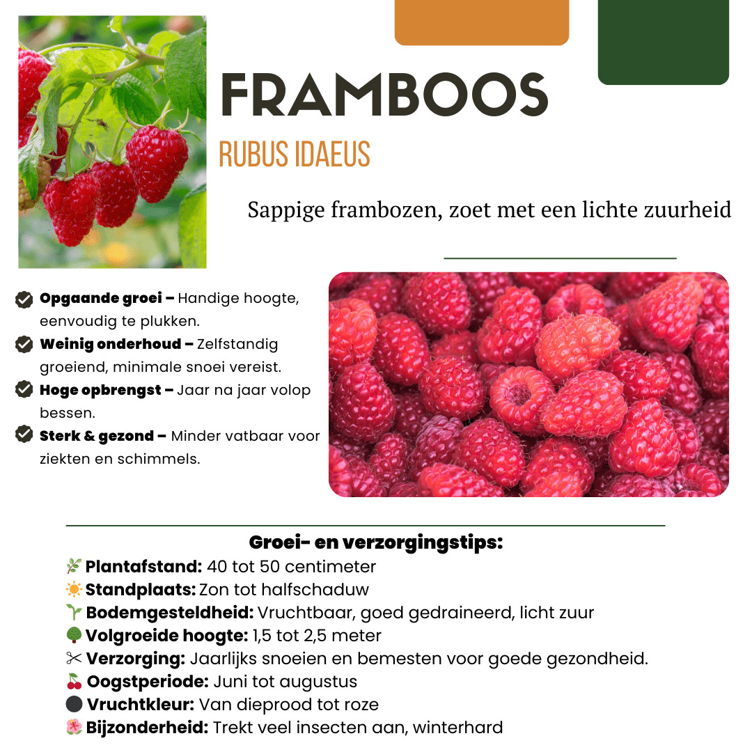 Biologische frambozenplanten - 20cm - Kamerplant Kopen