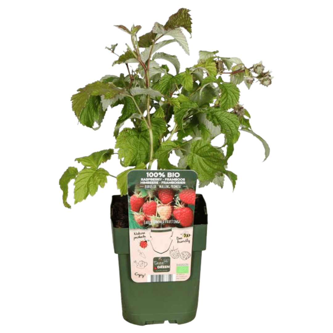 Biologische frambozenplanten - 20cm - Kamerplant Kopen