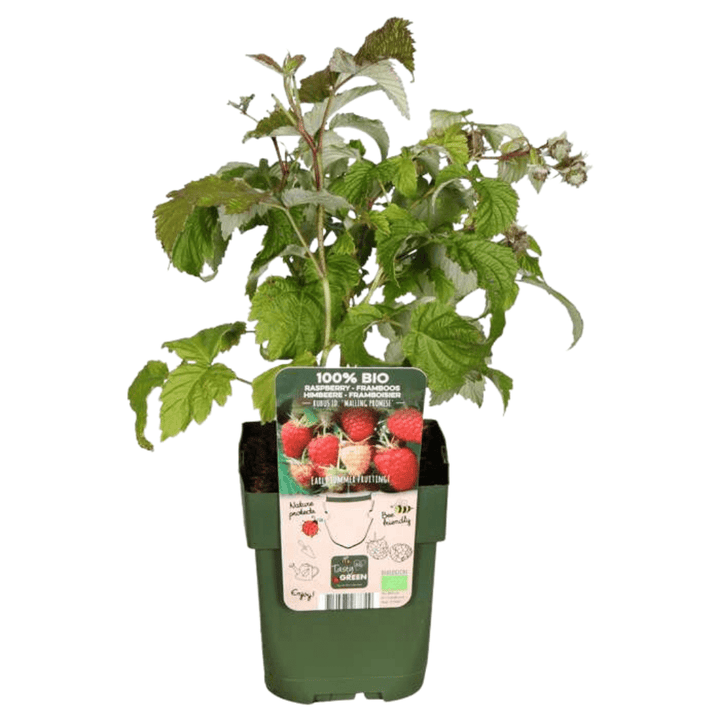 Biologische frambozenplanten - 20cm - Kamerplant Kopen