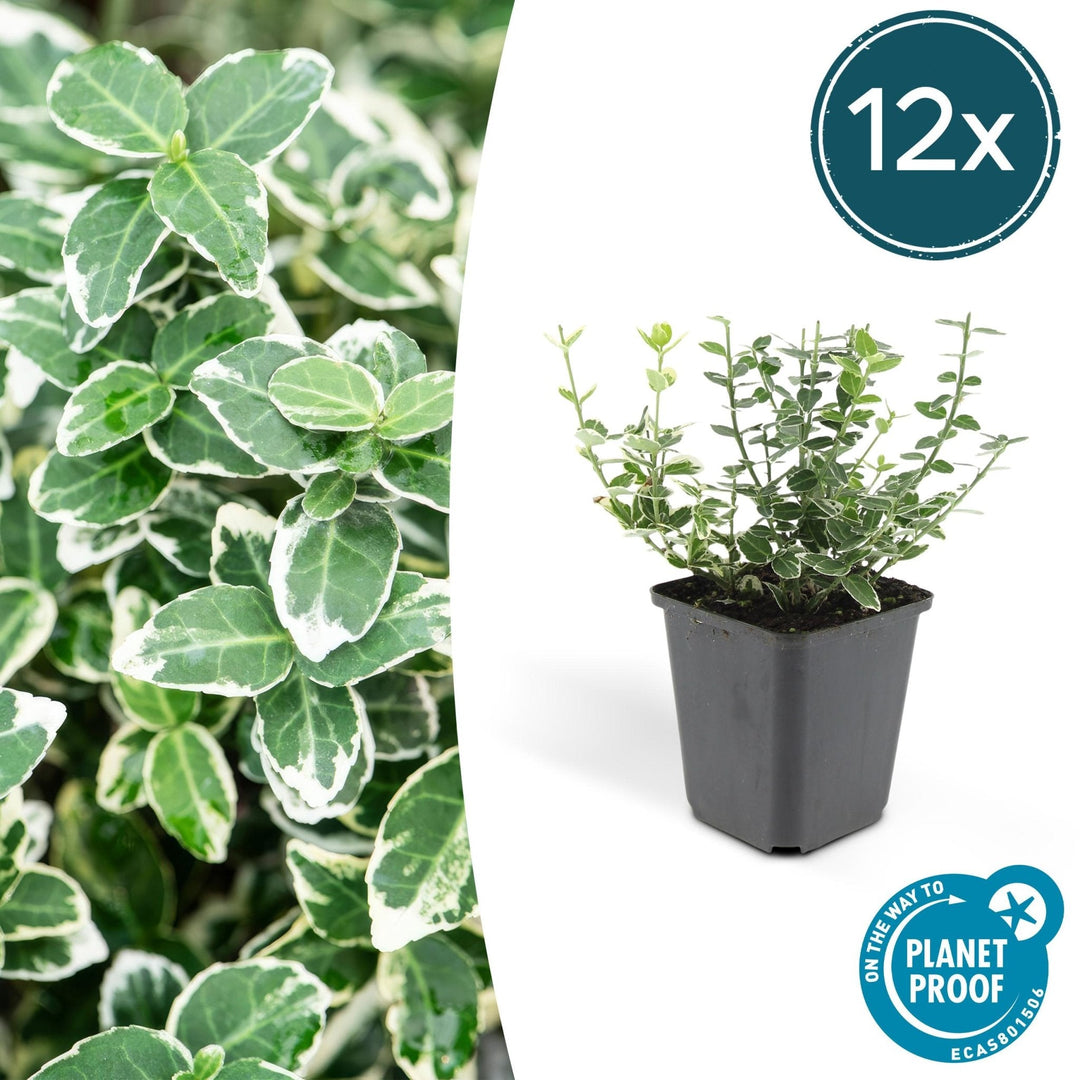 Euonymus 'Emerald 'n Gaity' - 20cm - Kamerplant Kopen