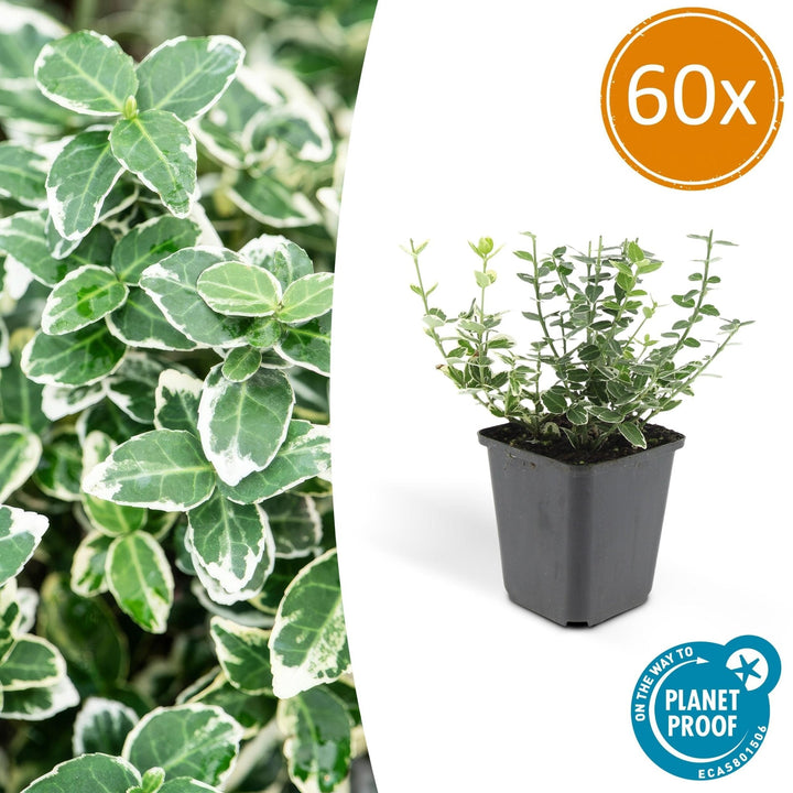 Euonymus 'Emerald 'n Gaity' - 20cm - Kamerplant Kopen