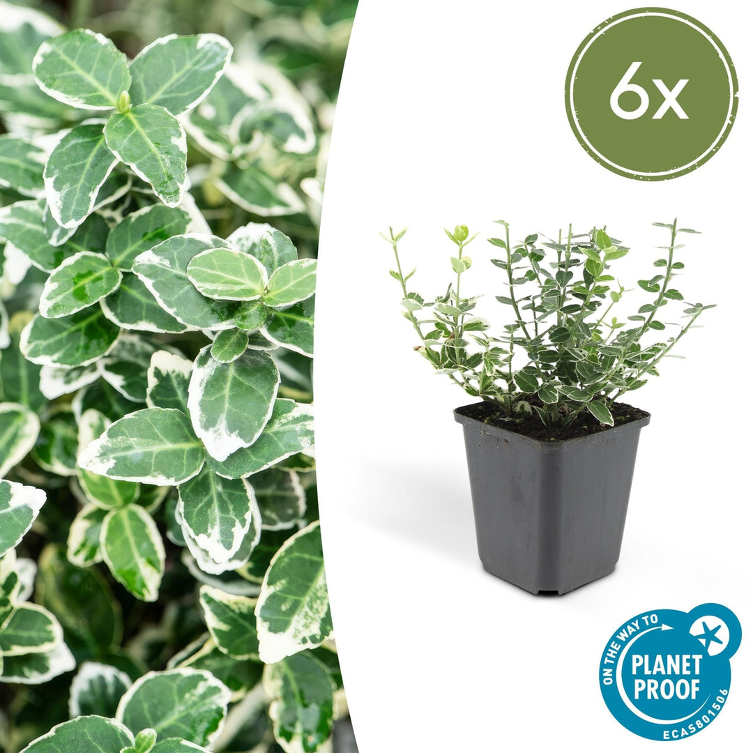 Euonymus 'Emerald 'n Gaity' - 20cm - Kamerplant Kopen