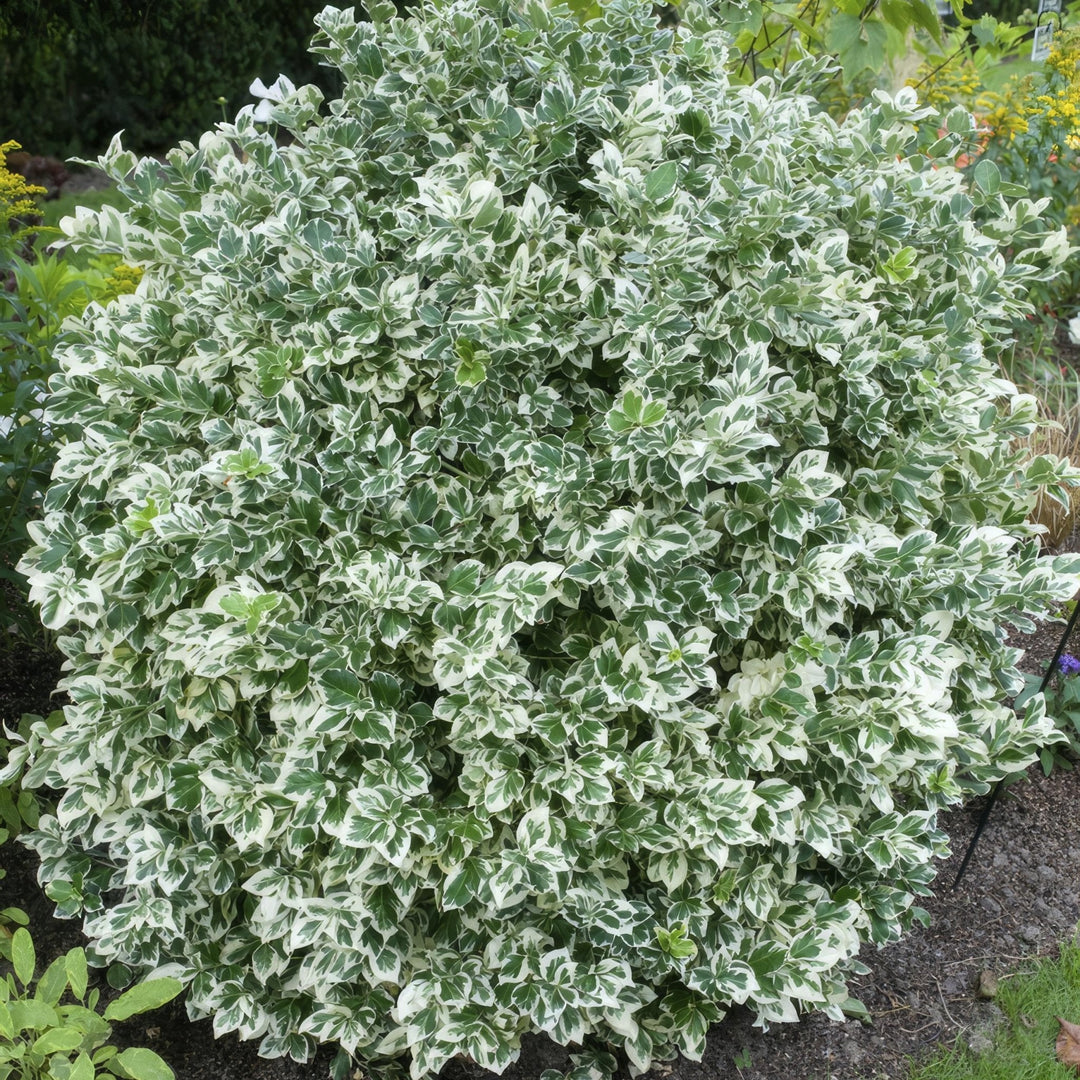 Euonymus 'Emerald 'n Gaity' - 20cm - Kamerplant Kopen