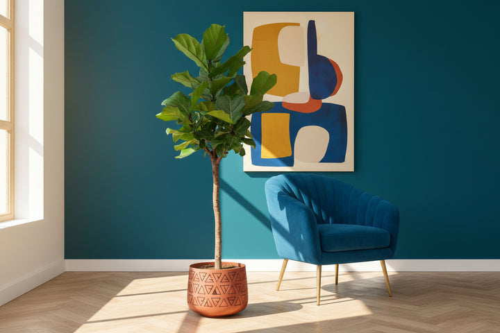 Ficus Lyrata boom XL - 180cm - Vioolbladplant - Kamerplant
