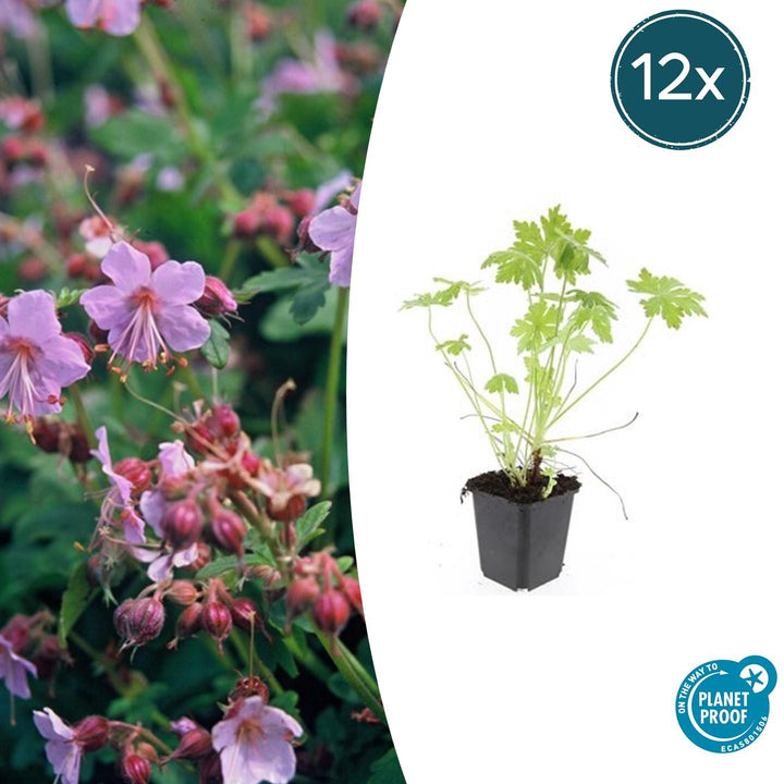 Geranium Macrorrhizum - 20cm - Acheter une plante d'intérieur