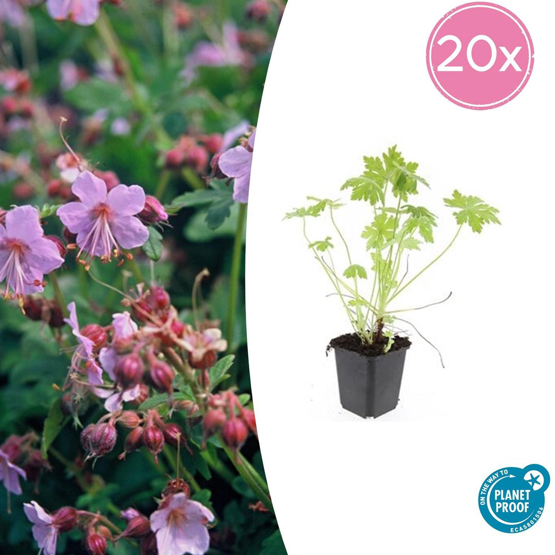 Geranium Macrorrhizum - 20cm - Acheter une plante d'intérieur