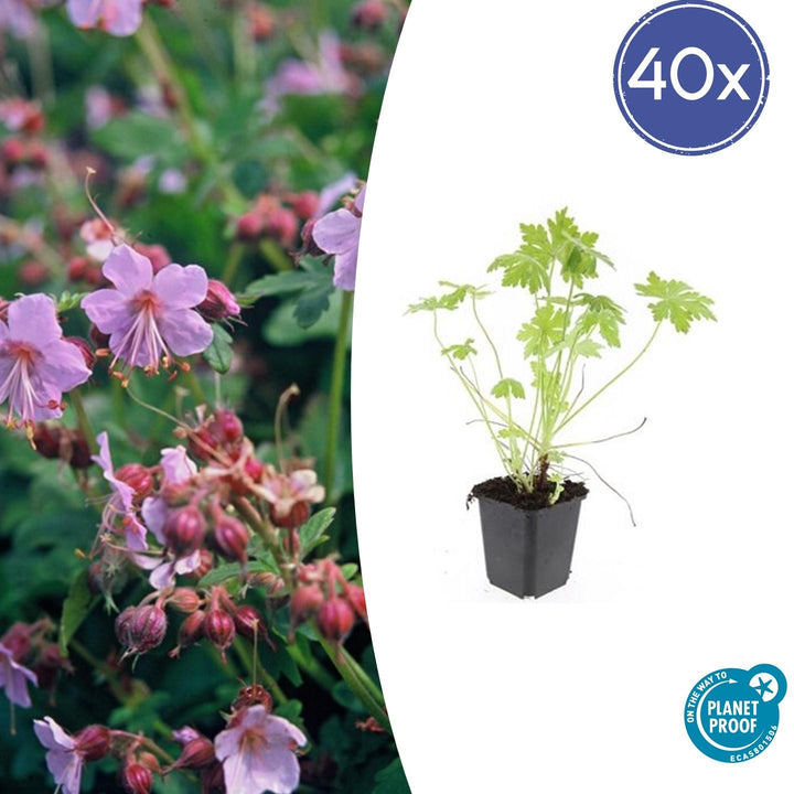 Geranium Macrorrhizum - 20cm - Acheter une plante d'intérieur
