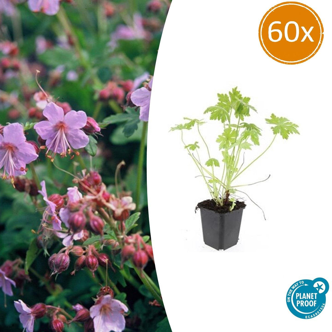 Geranium Macrorrhizum - 20cm - Acheter une plante d'intérieur